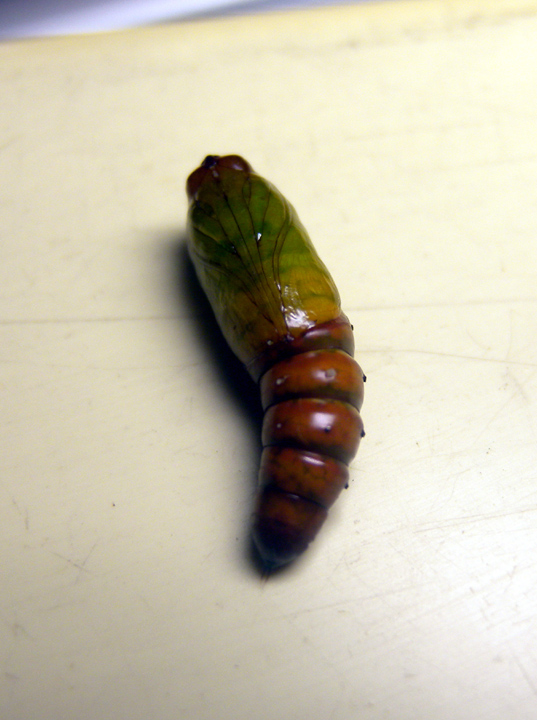 Identificazione larva - Helicoverpa armigera